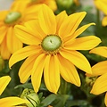 Rudbeckia Sunbeckia Ophelia