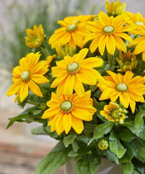 Rudbeckia Sunbeckia Ophelia