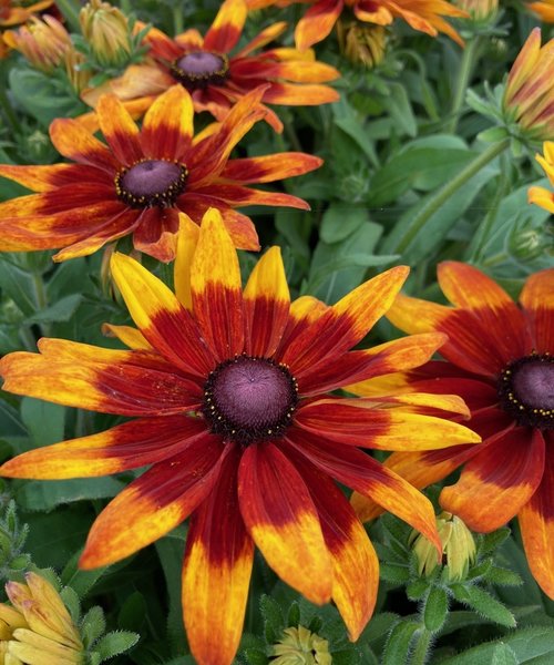 Rudbeckia Sunbeckia Mia