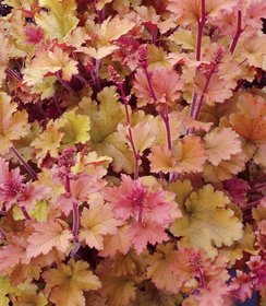 Heuchera Marmalade