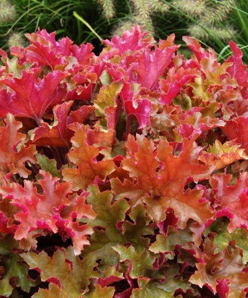 Heuchera Marmalade