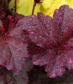 Heuchera Midnight Rose