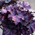 Heuchera Indian Summer Heuchera Mulberry