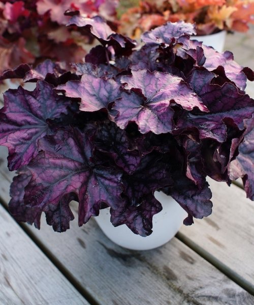 Heuchera Indian Summer Heuchera Mulberry