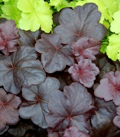 Heuchera Obsidian