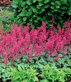 Heuchera Paris