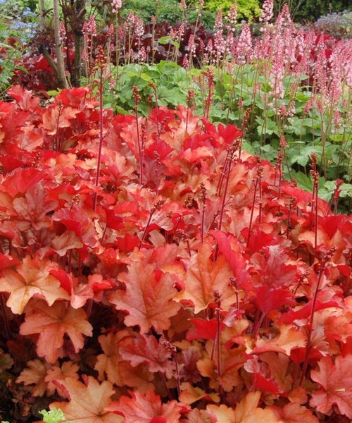 Heuchera Peach Flambé