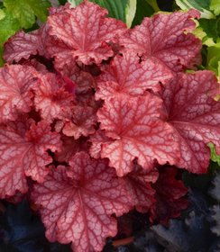 Heuchera Peachberry Ice