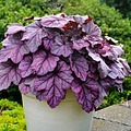 Heuchera Pink Panther