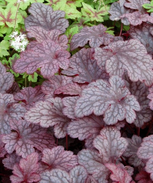 Heuchera Plum Pudding