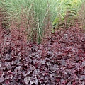 Heuchera Plum Pudding