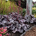 Heuchera Silver Gumdrop