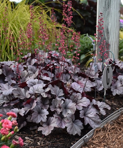 Heuchera Silver Gumdrop