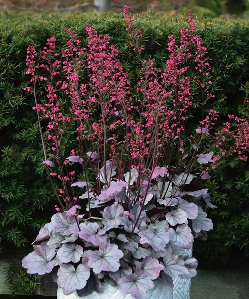 Heuchera Silver Gumdrop