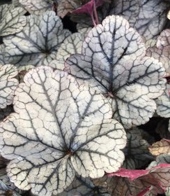 Heuchera Silver Scrolls