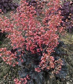 Heuchera Timeless Night