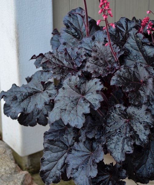 Heuchera Timeless Night