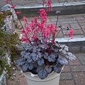 Heuchera Timeless Treasure