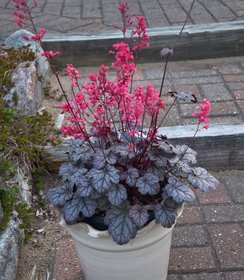 Heuchera Timeless Treasure