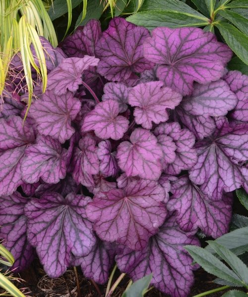 Heuchera Wild Rose