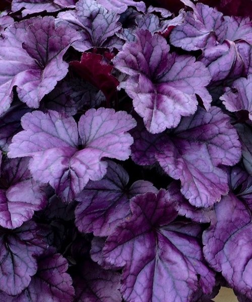 Heuchera Wildberry