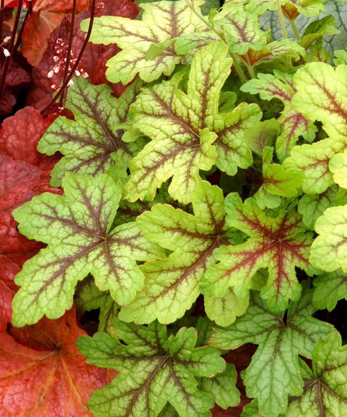 Heucherella Alabama Sunrise