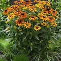 Rudbeckia Summerina ™ Yellow