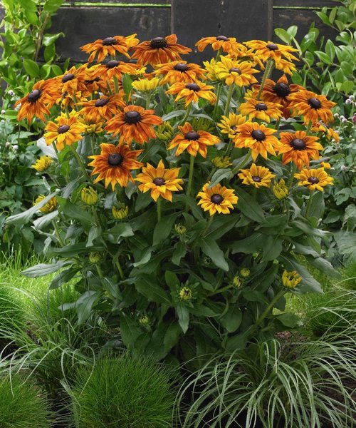 Rudbeckia Summerina Rudbeckia Summerina Yellow