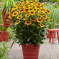 Rudbeckia Summerina ™ Yellow