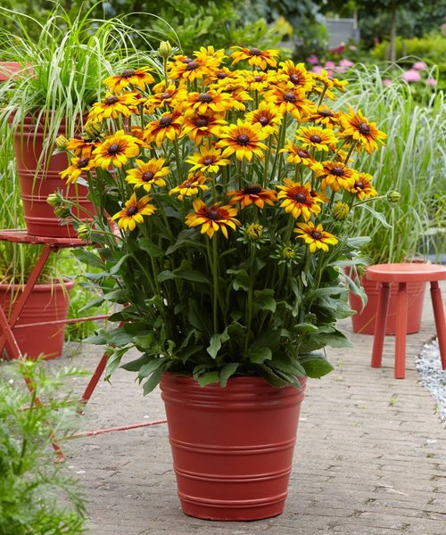 Rudbeckia Summerina ™ Yellow