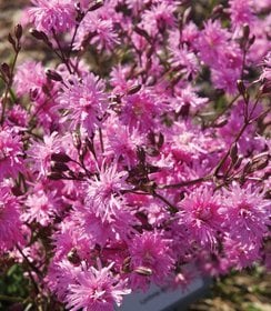 Lychnis Petite Jenny