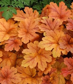 Heucherella Buttered Rum