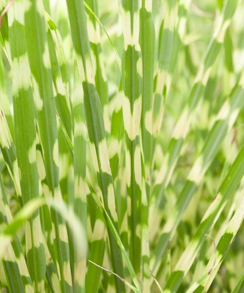 Miscanthus Gold Breeze