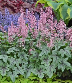 Heucherella Pink Fizz