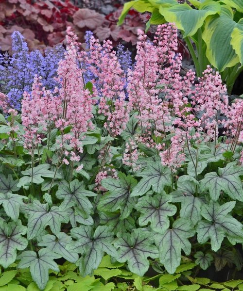 Heucherella Pink Fizz