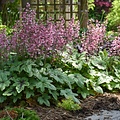 Heucherella Pink Fizz