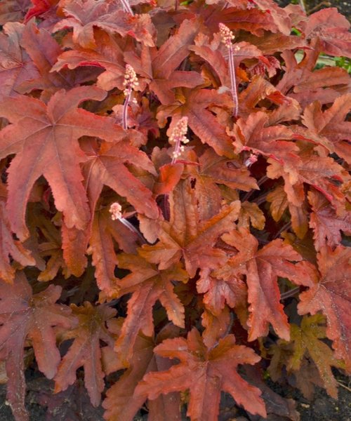 Heucherella Red Rover