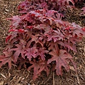 Heucherella Red Rover