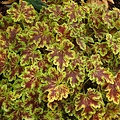 Heucherella Solar Power