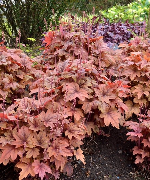 Heucherella Sweet Tea