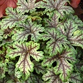 Heucherella Tapestry