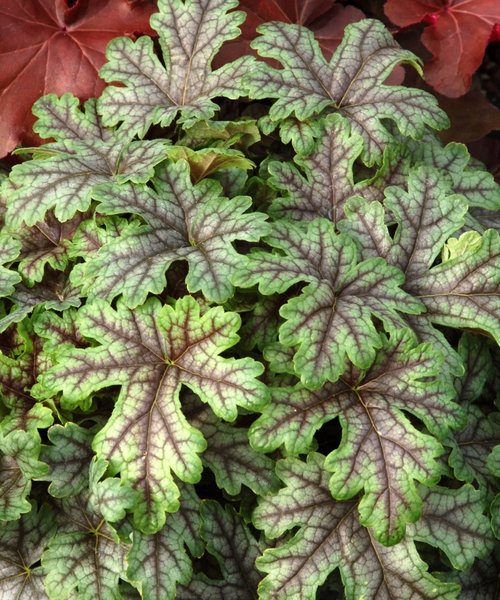 Heucherella Tapestry