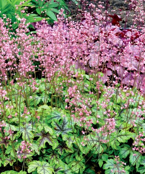 Heucherella Tapestry