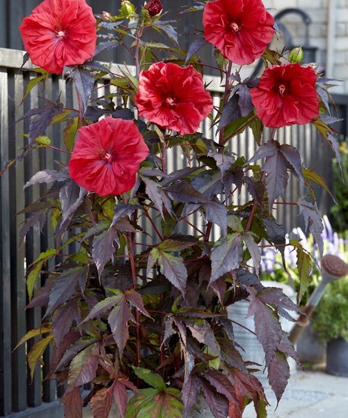 Hibiscus Carousel Red Wine