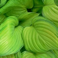 Hosta Guacamole