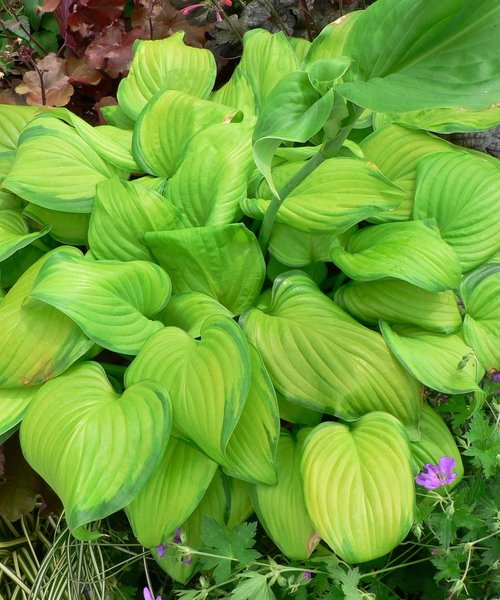 Hosta Guacamole