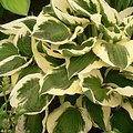 Hosta Patriot