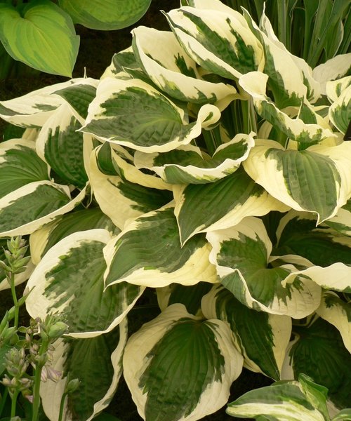 Hosta Patriot