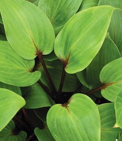 Hosta Purple Heart