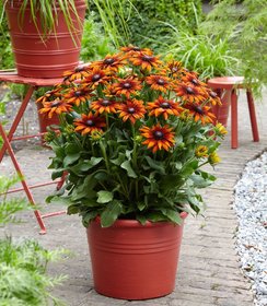 Rudbeckia Summerina Orange